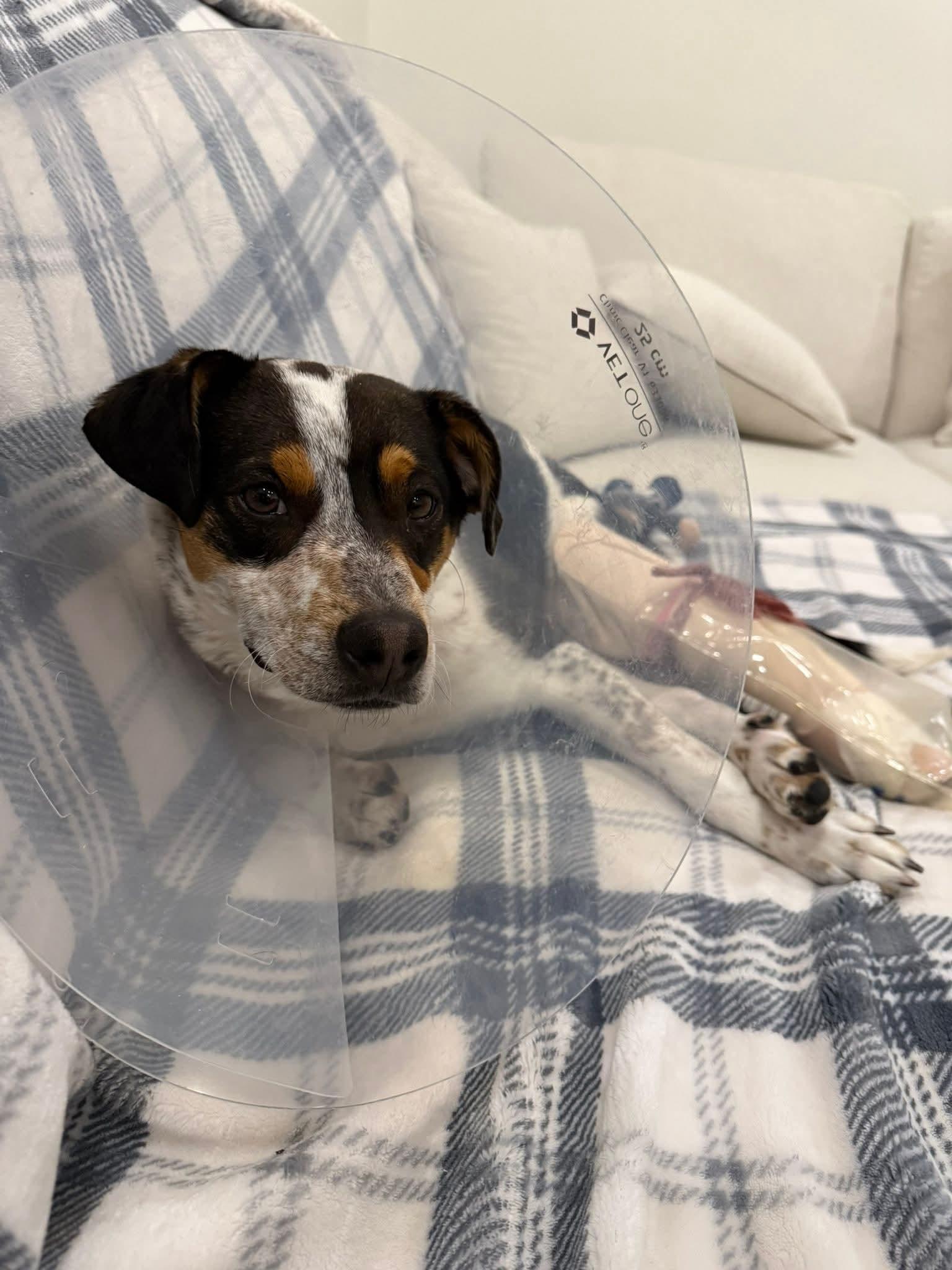 Oscar, a Adoptable Australian Cattle Dog / Blue Heeler in Midway, UT image 1/3