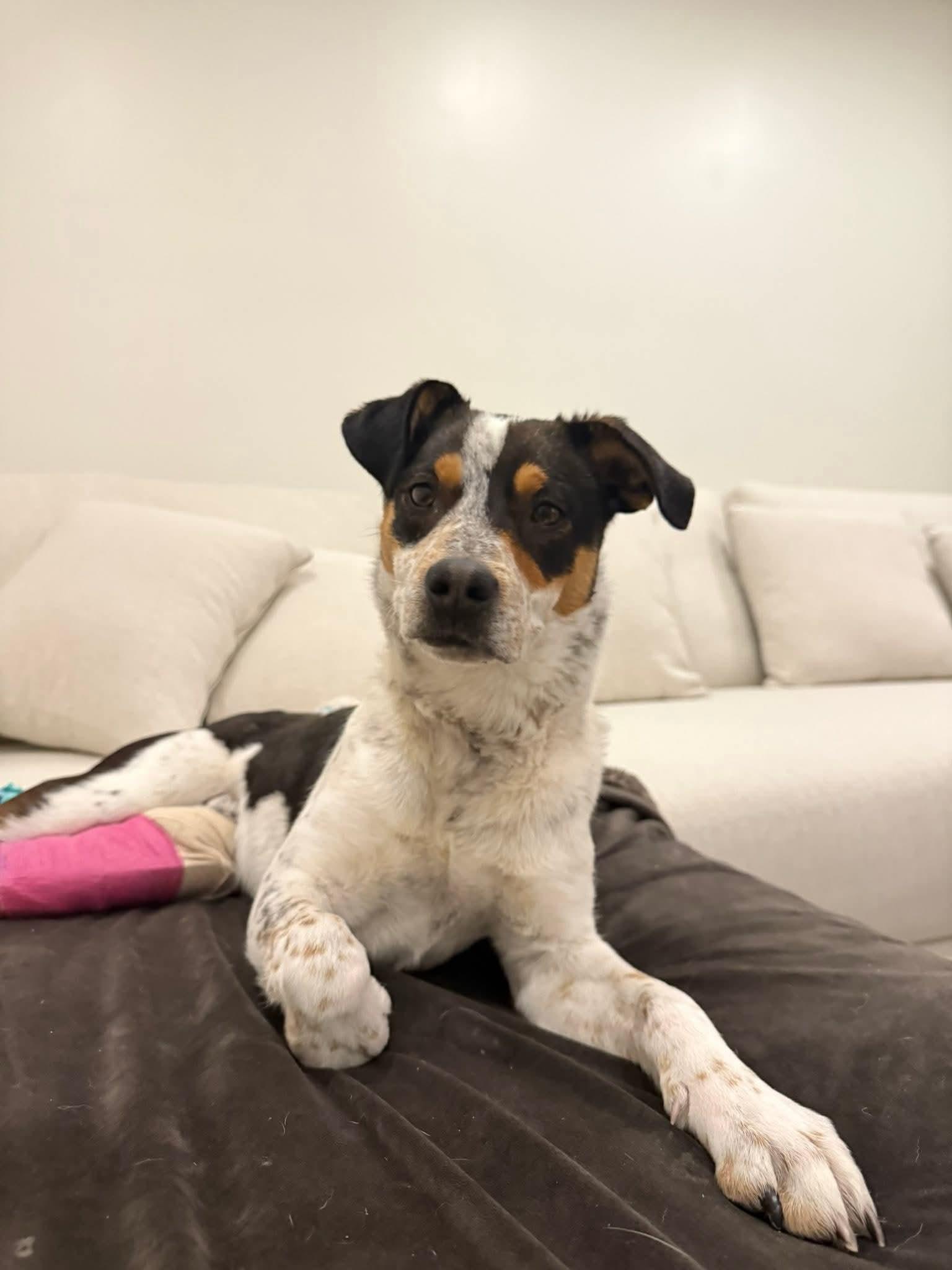 Oscar, a Adoptable Australian Cattle Dog / Blue Heeler in Midway, UT image 2/3