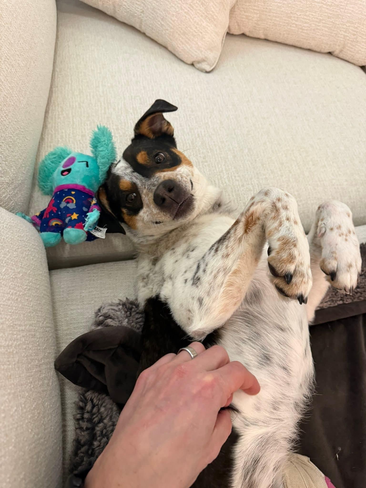 Oscar, a Adoptable Australian Cattle Dog / Blue Heeler in Midway, UT image 3/3