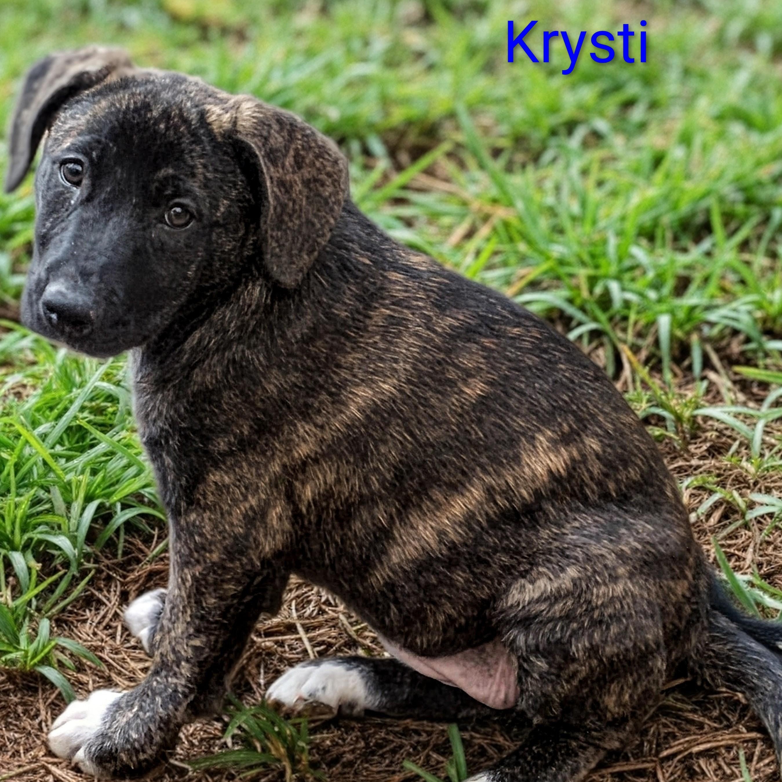 Krysti, ADOPTABLE, Puppy Female Basset Hound & Australian Cattle Dog / Blue Heeler.