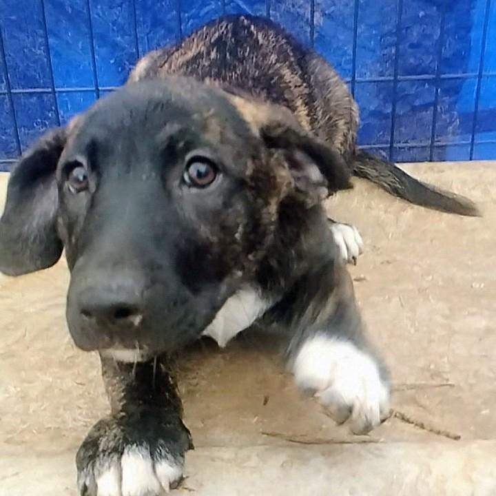 Krysti, a ADOPTABLE mixed breed in Carson, MS image 2/2