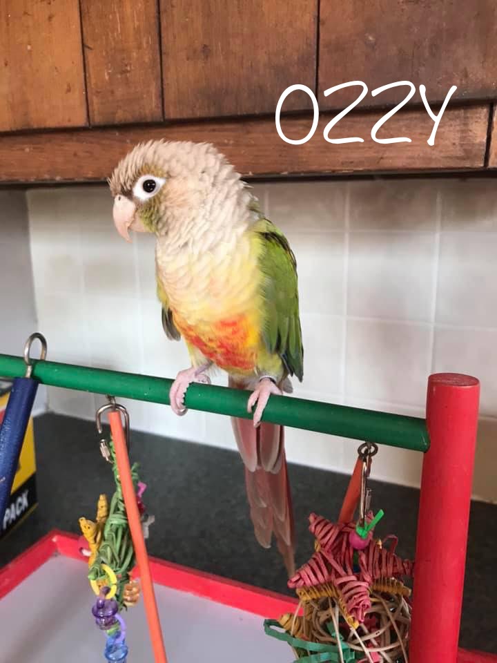 Enlarge Ozzy, a Adoptable Conure in Blairstown, NJ image 1/1