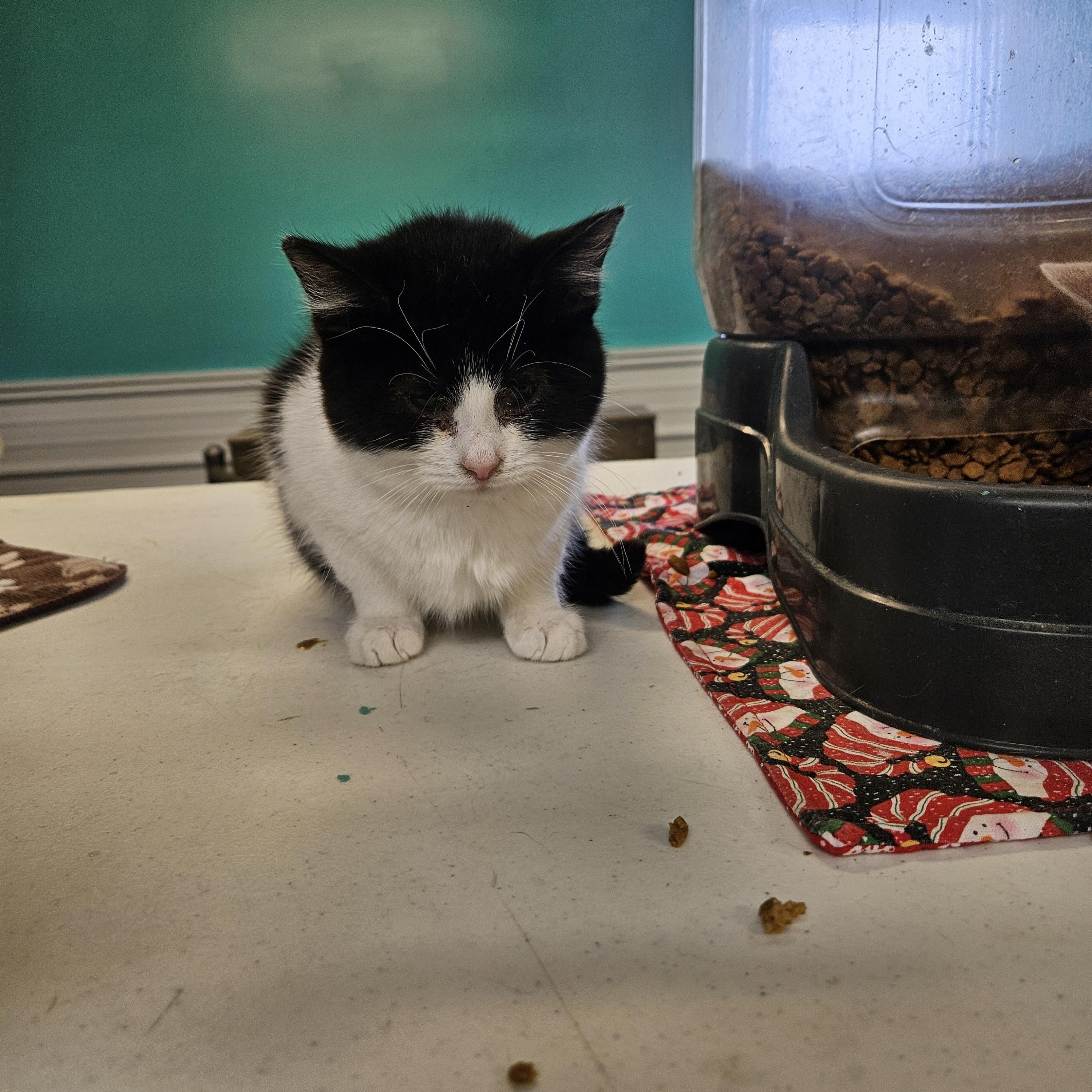 Enlarge Oreo, a ADOPTABLE Domestic Short Hair in Petersburg, IN image 1/1