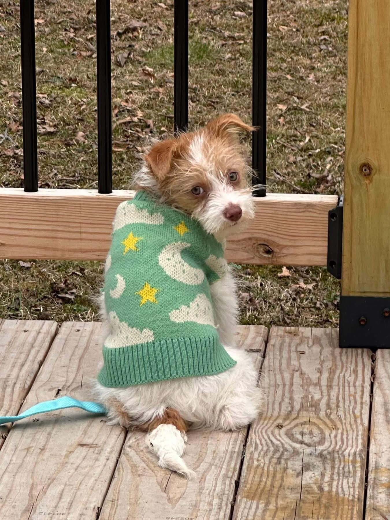 Enlarge Anna Mae, an adopted mixed breed in Wappingers Falls, NY image 2/4