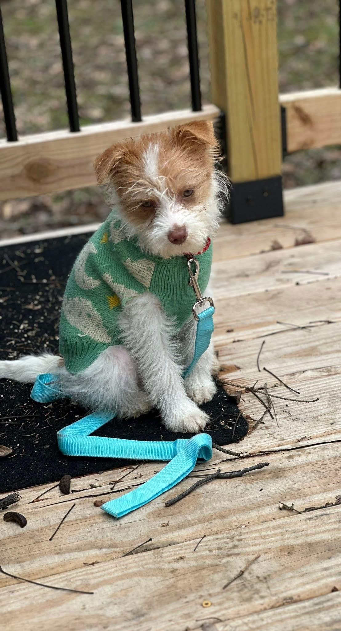 Enlarge Anna Mae, an adopted mixed breed in Wappingers Falls, NY image 3/4