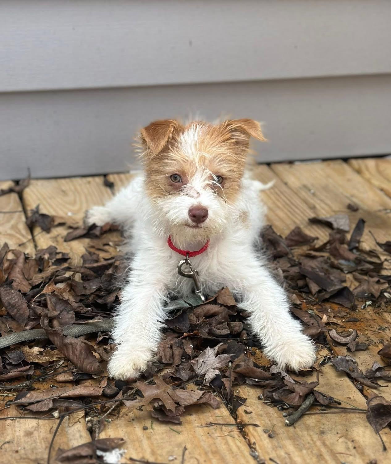 Anna Mae, adopted, Puppy Female Terrier.