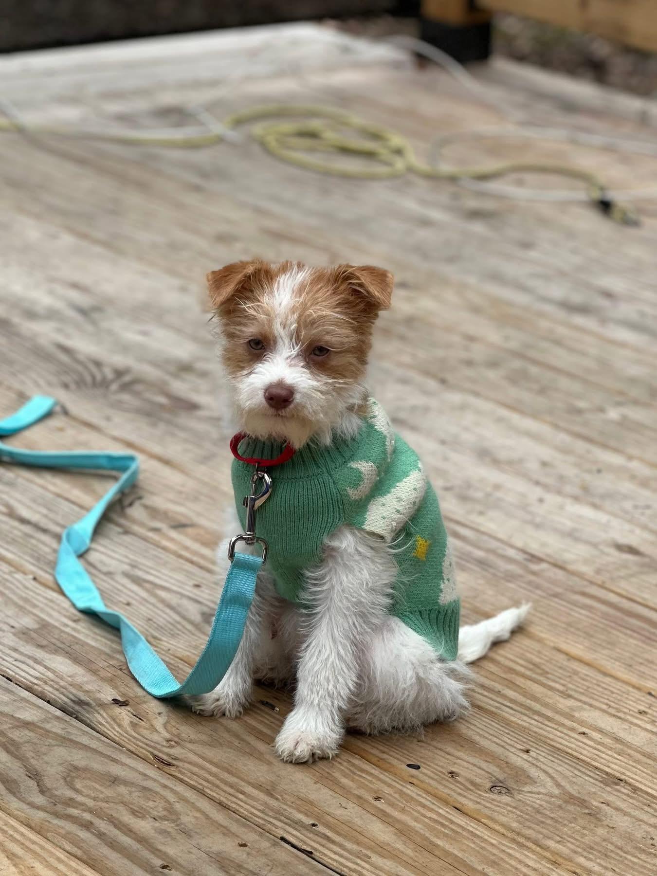 Enlarge Anna Mae, an adopted mixed breed in Wappingers Falls, NY image 4/4