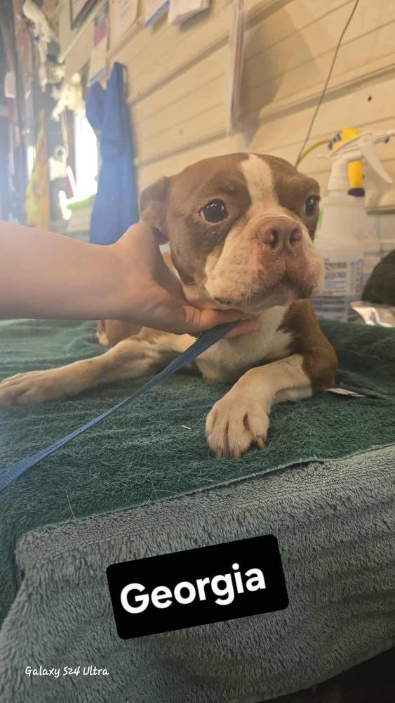 LM Georgia aka Winnie, Adoptable, Adult Female Boston Terrier.