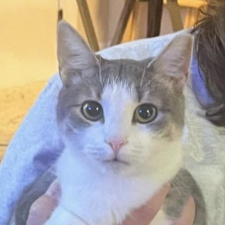 Enlarge Chancey, a Adoptable Domestic Short Hair in Denver, NC image 4/4