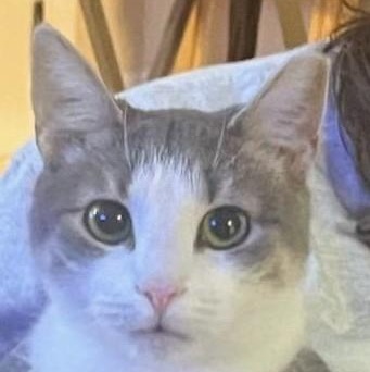 Enlarge Chancey, a Adoptable Domestic Short Hair in Denver, NC image 2/4