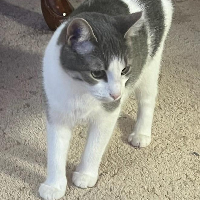 Enlarge Chancey, a Adoptable Domestic Short Hair in Denver, NC image 1/4