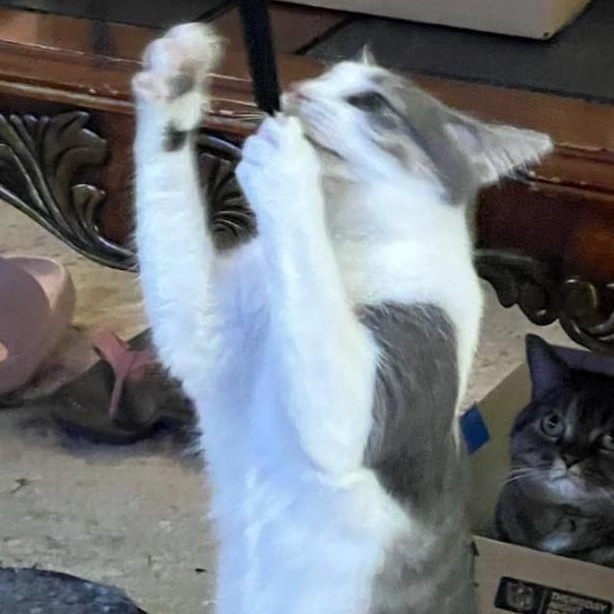 Enlarge Chancey, a Adoptable Domestic Short Hair in Denver, NC image 3/4