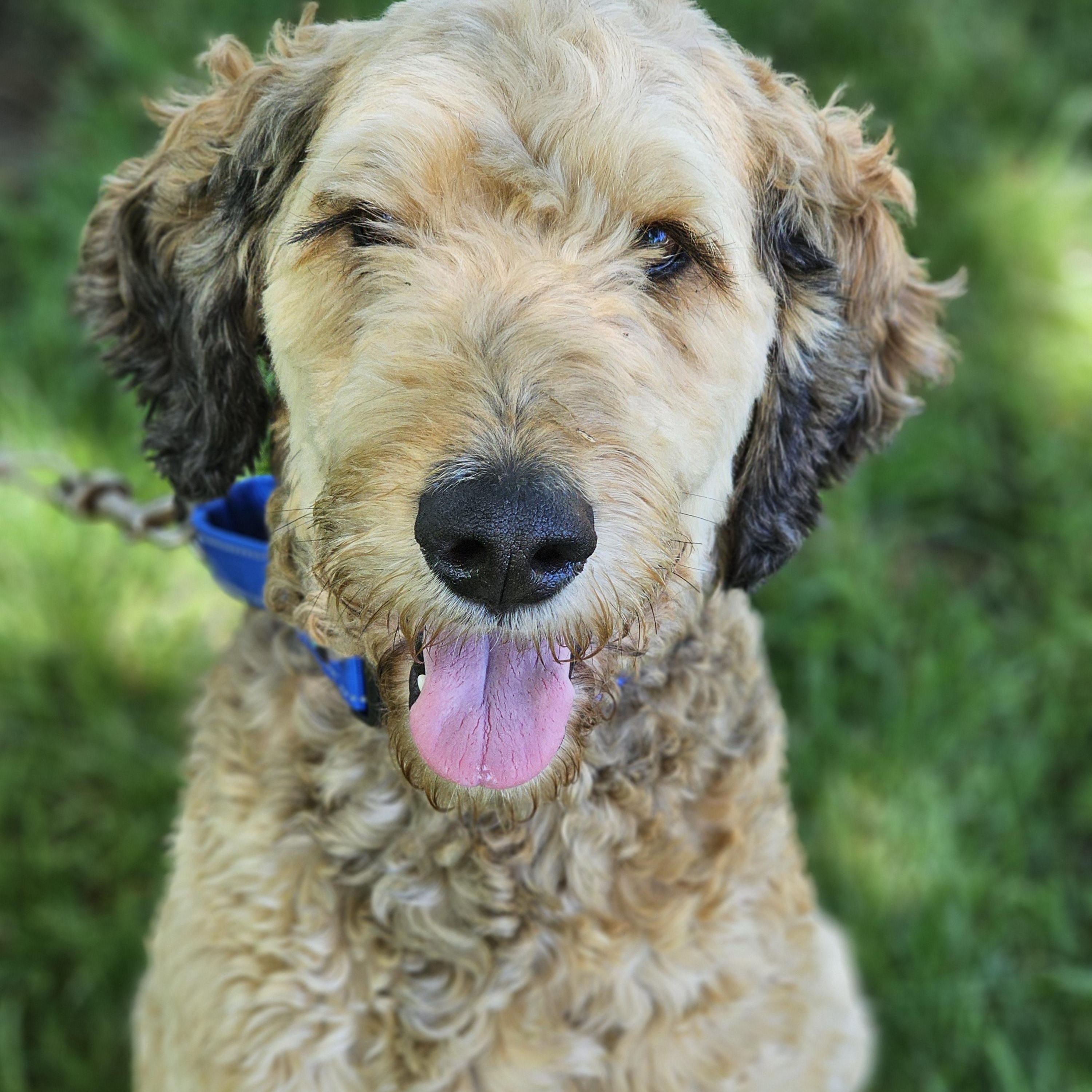Sarge Springfield, adopted, Adult Male Bernedoodle.