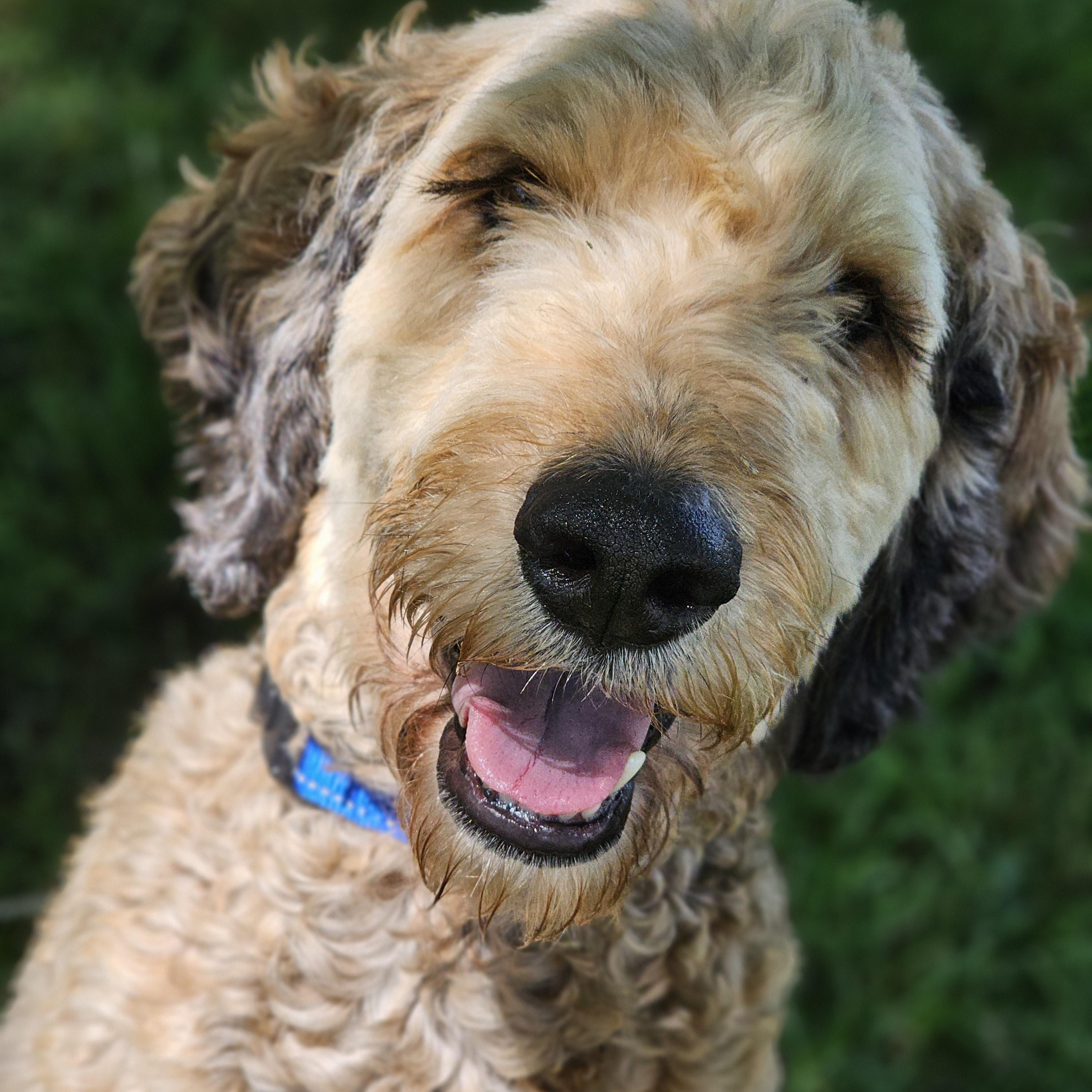 Sarge Springfield, an adopted Bernedoodle in Springfield , IL image 6/6