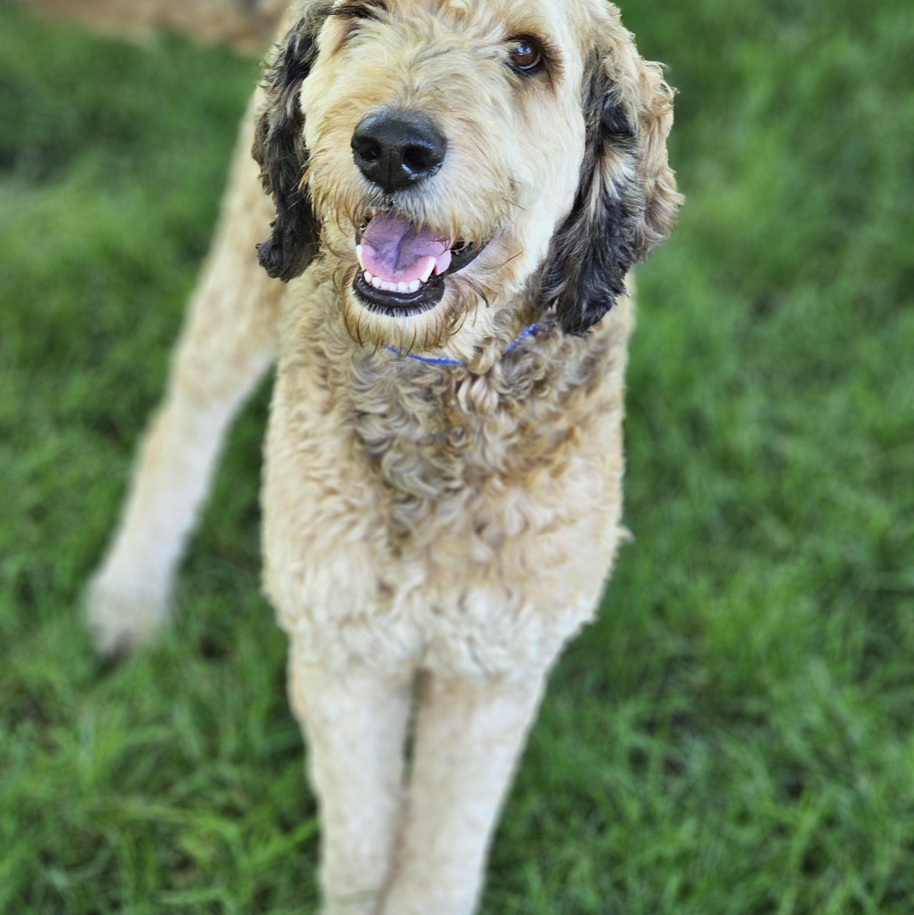 Sarge Springfield, an adopted Bernedoodle in Springfield , IL image 5/6
