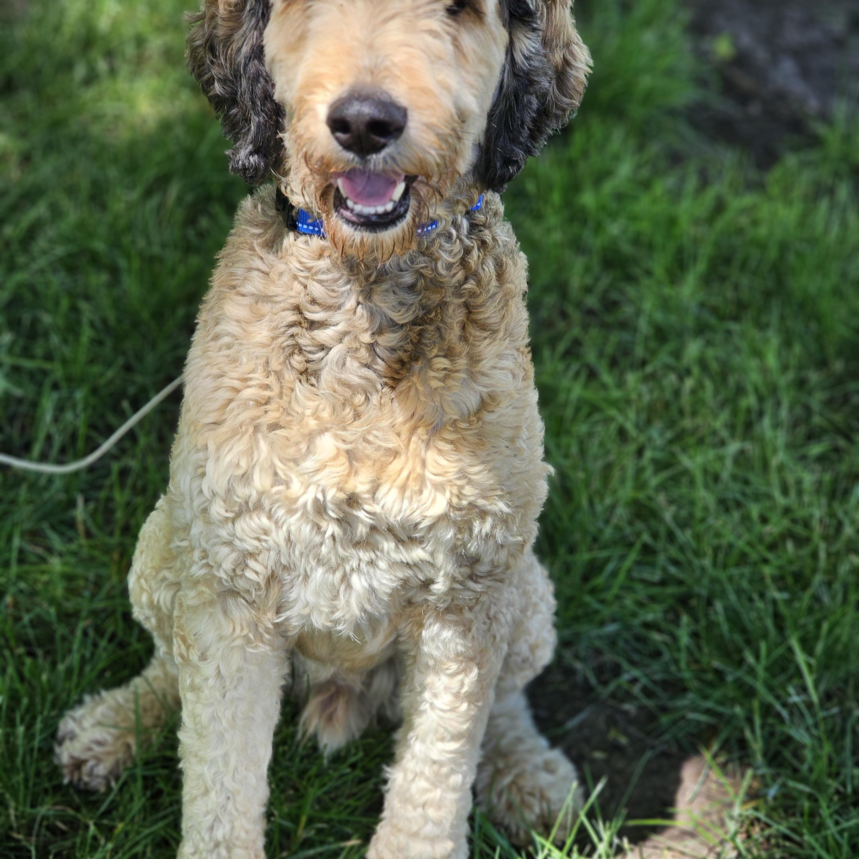 Sarge Springfield, an adopted Bernedoodle in Springfield , IL image 4/6