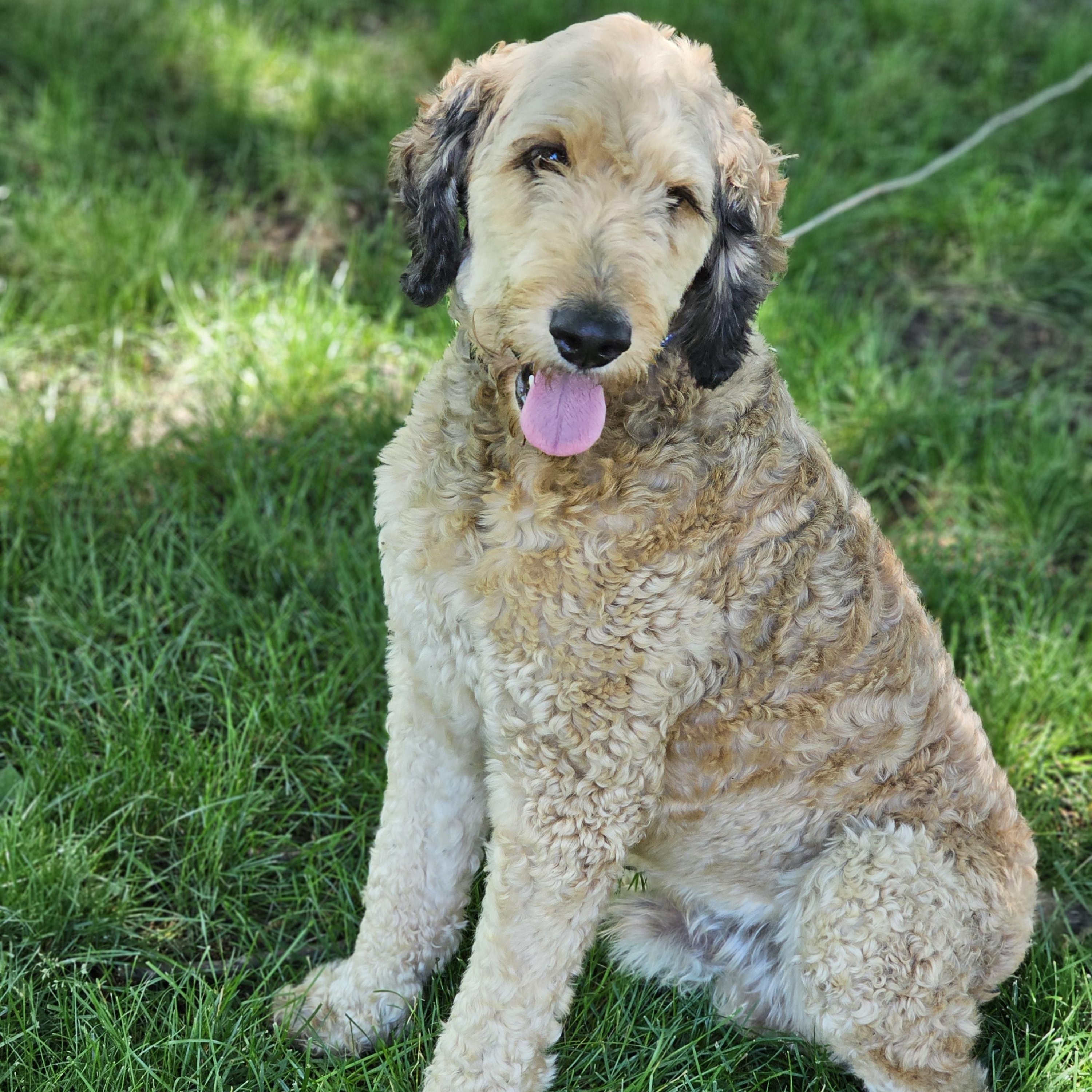Sarge Springfield, an adopted Bernedoodle in Springfield , IL image 3/6