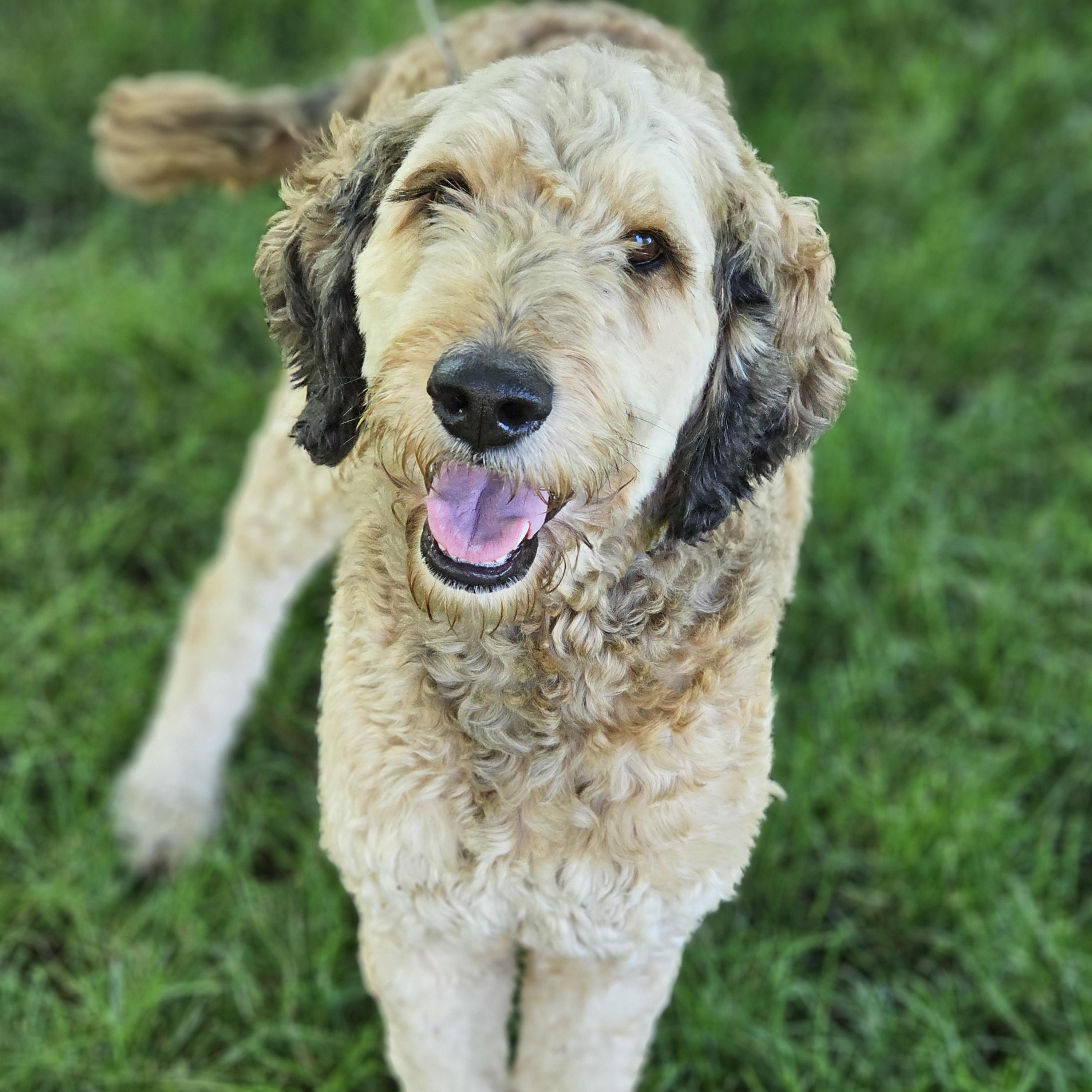 Sarge Springfield, an adopted Bernedoodle in Springfield , IL image 2/6