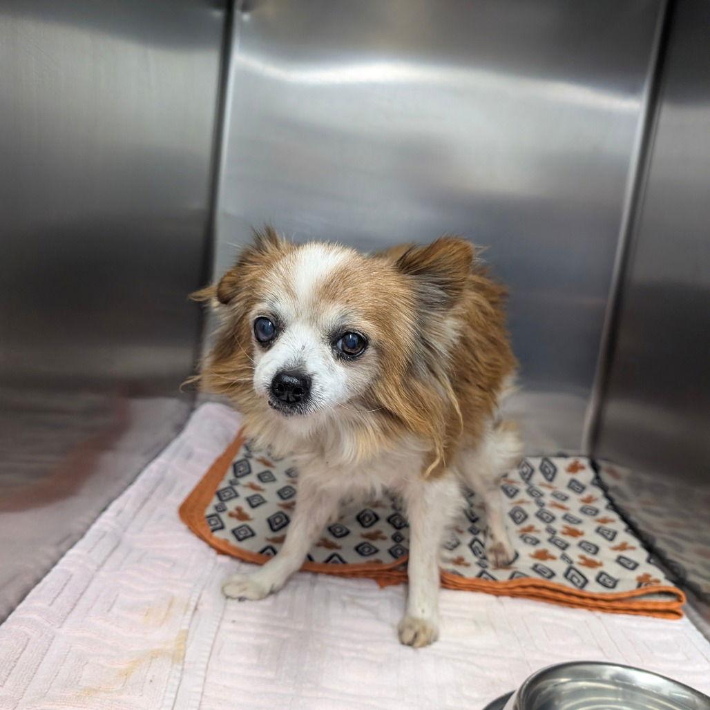 Enlarge JEETERS, a Adopted Papillon in Chico, CA image 1/1