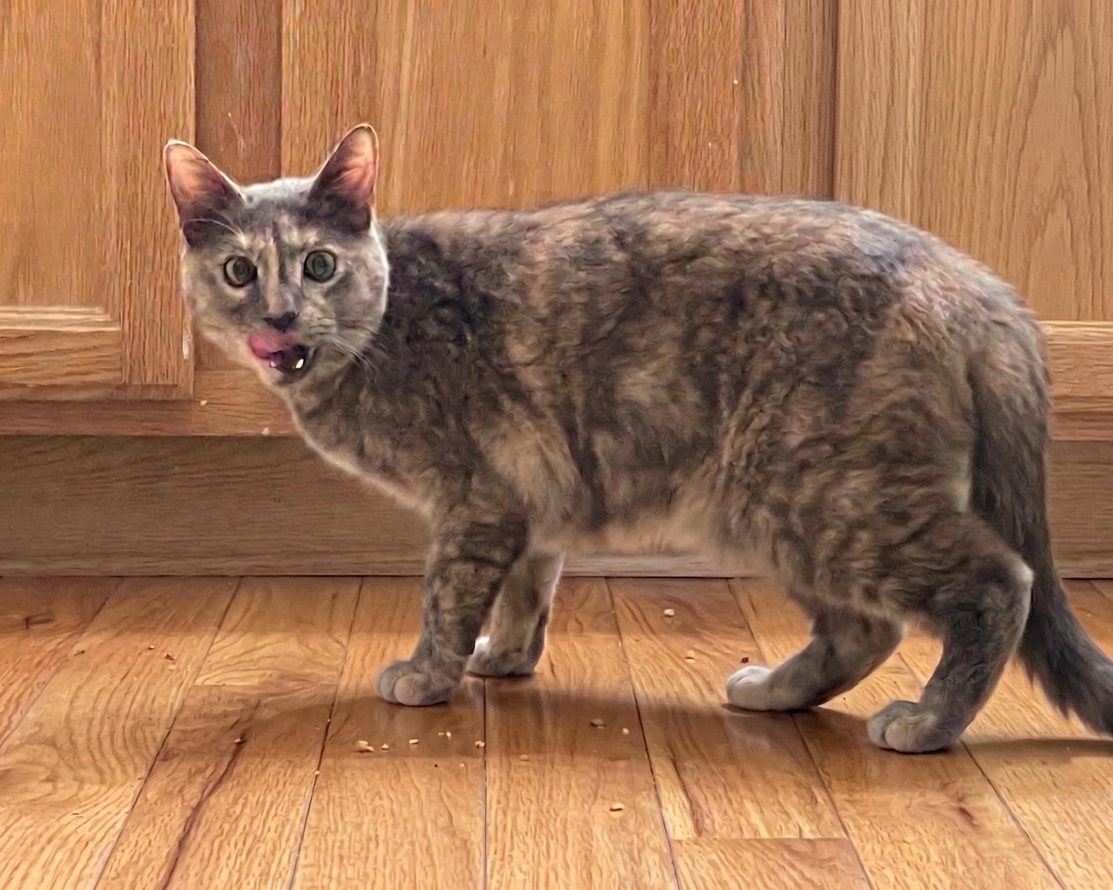Sweetpea, a Adoptable Dilute Tortoiseshell in Allen, TX image 3/6