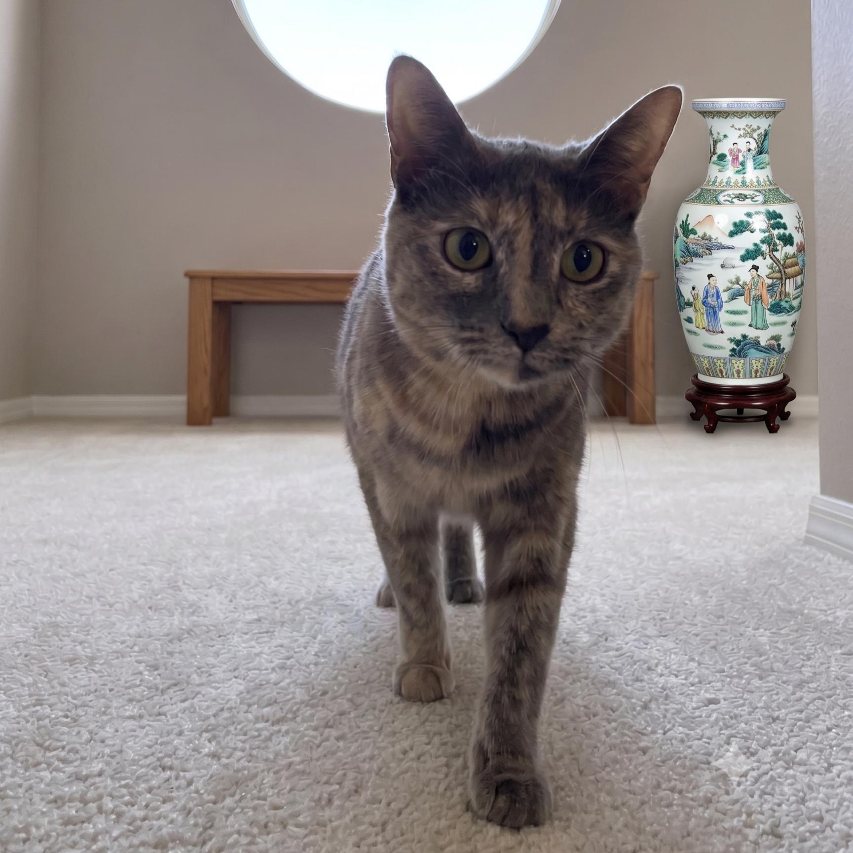 Sweetpea, a Adoptable Dilute Tortoiseshell in Allen, TX image 2/6
