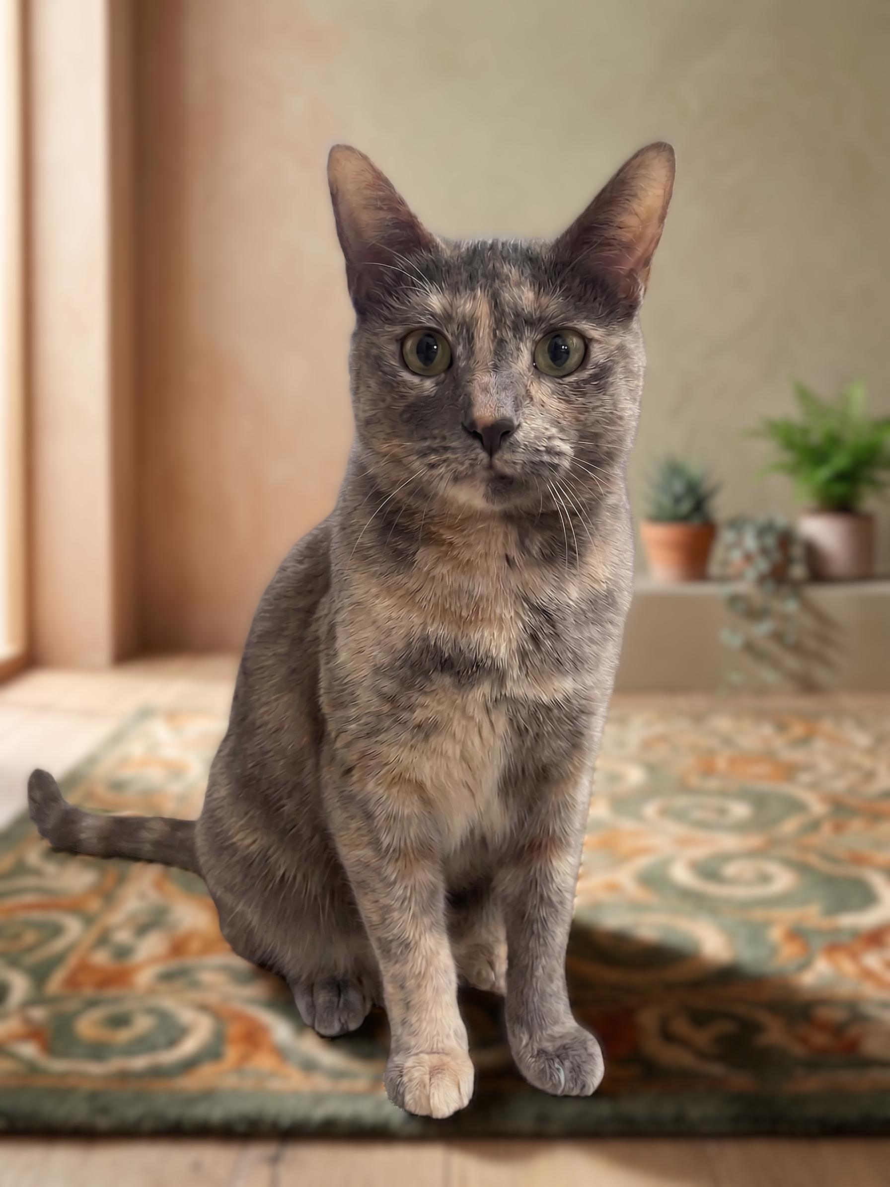 Sweetpea, a Adoptable Dilute Tortoiseshell in Allen, TX image 4/6