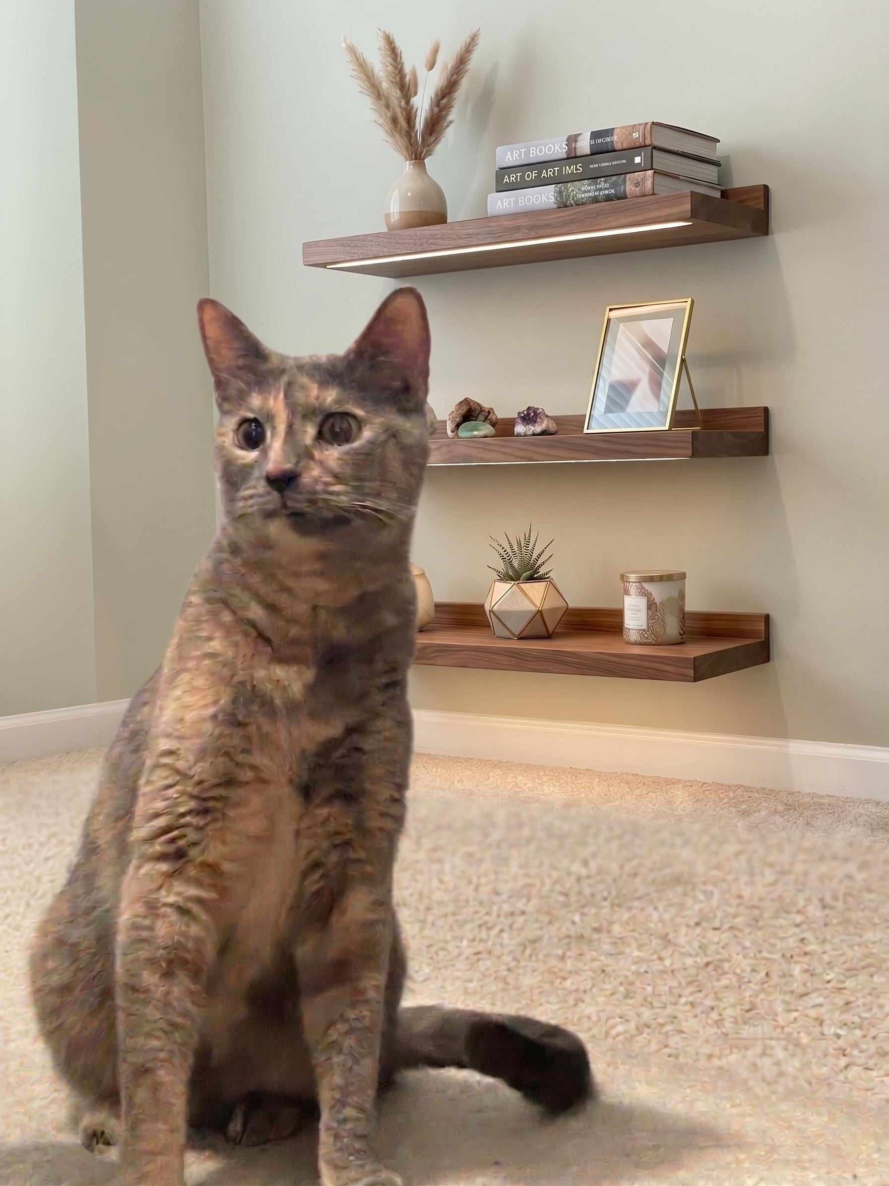 Sweetpea, a Adoptable Dilute Tortoiseshell in Allen, TX image 6/6