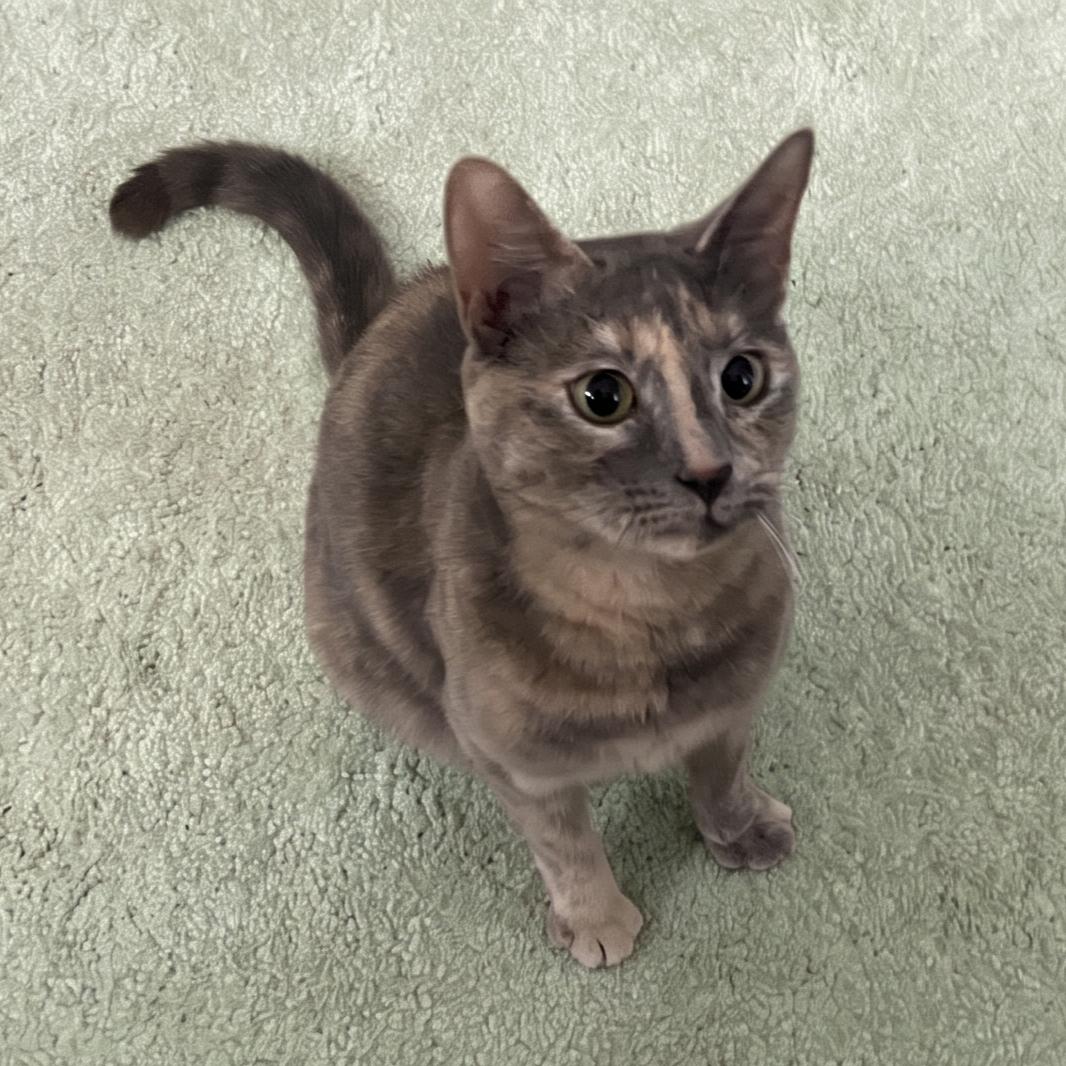 Sweetpea, Adoptable, Adult Female Dilute Tortoiseshell.
