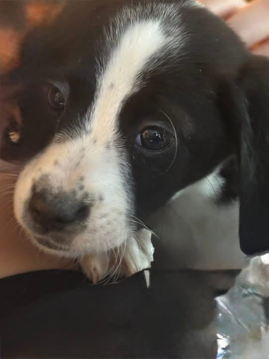 Denver, Adoptable, Puppy Male Australian Shepherd.