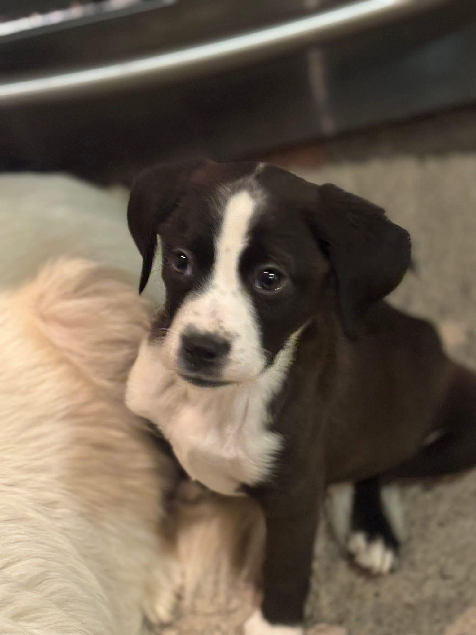 Denver, a Adoptable mixed breed in GLEN MILLS, PA image 2/3