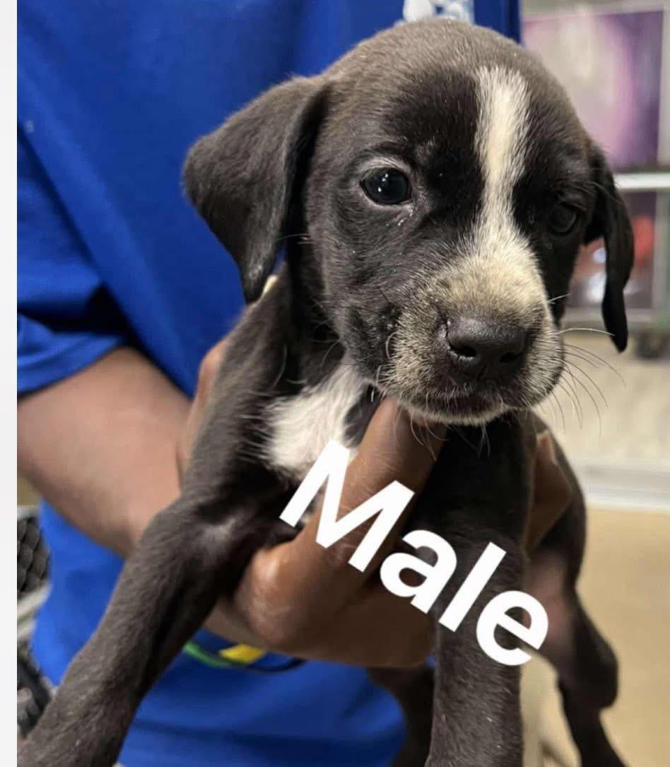 Denver, a Adoptable mixed breed in GLEN MILLS, PA image 3/3