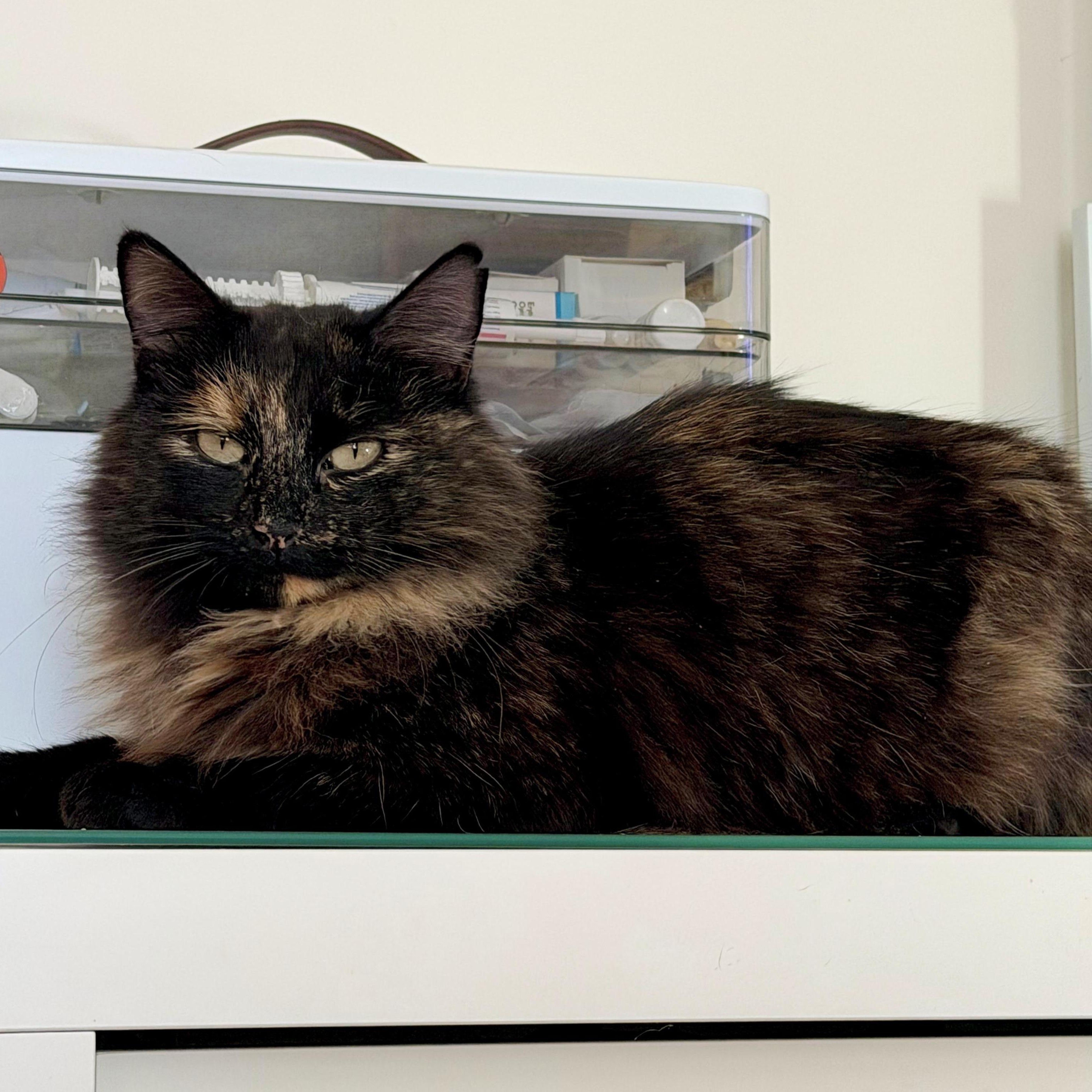 Enlarge Aida, an adopted Domestic Medium Hair in Richmond, VA image 1/1