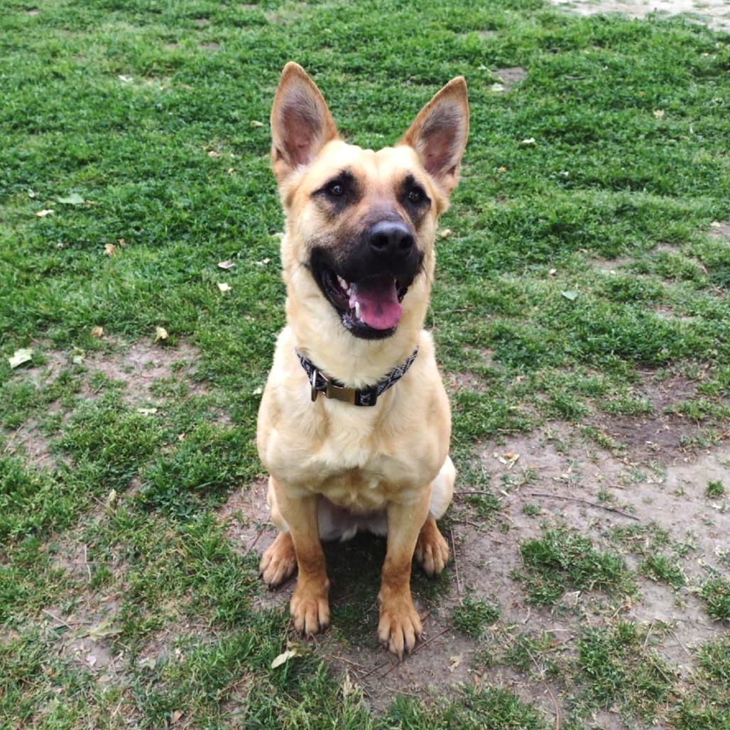 Cassie, Adoptable, Adult Female Belgian Shepherd / Malinois & Mixed Breed.