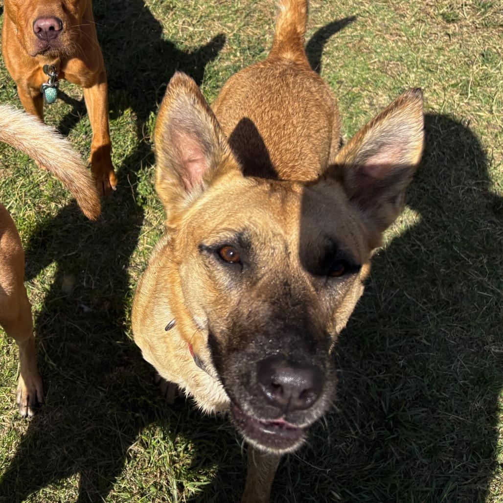 Enlarge Cassie, a Adoptable mixed breed in San Jacinto, CA image 2/6