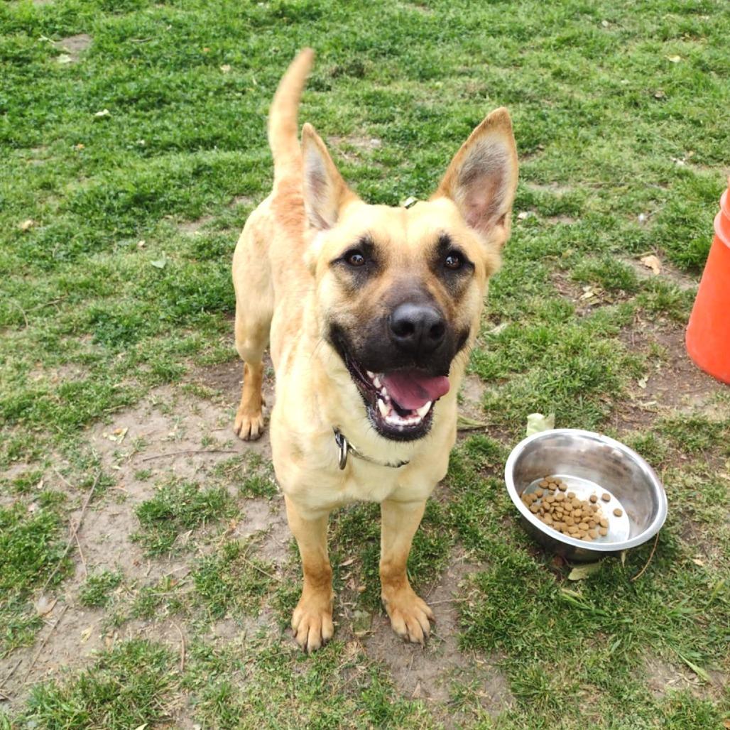 Enlarge Cassie, a Adoptable mixed breed in San Jacinto, CA image 2/6
