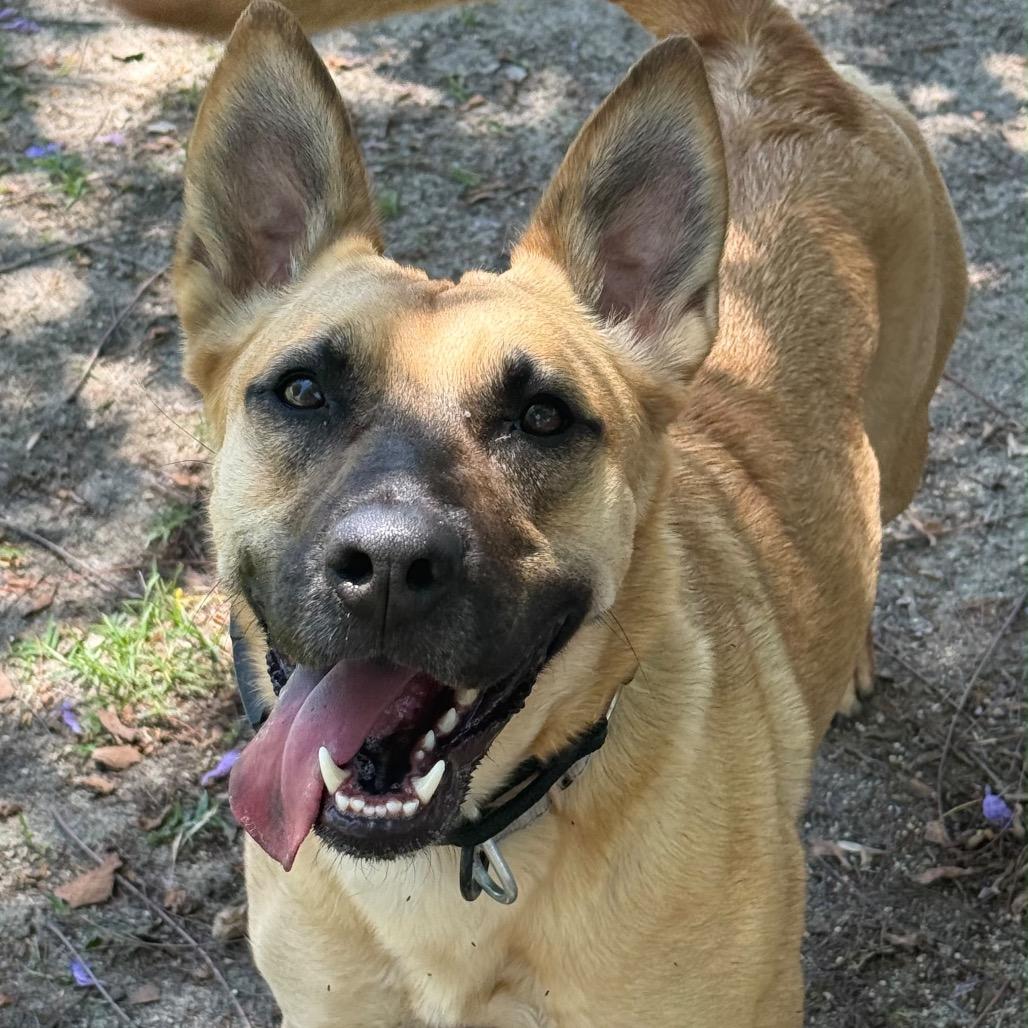 Cassie, a Adoptable mixed breed in San Jacinto, CA image 1/6