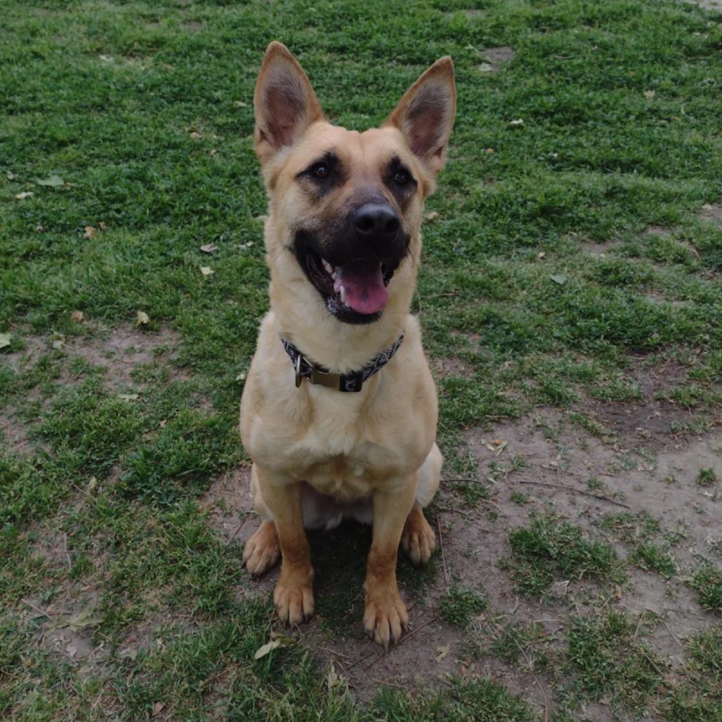 Enlarge Cassie, a Adoptable mixed breed in San Jacinto, CA image 3/6