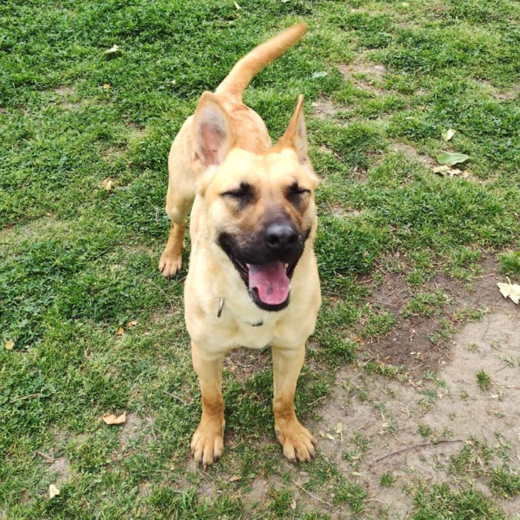 Enlarge Cassie, a Adoptable mixed breed in San Jacinto, CA image 5/6