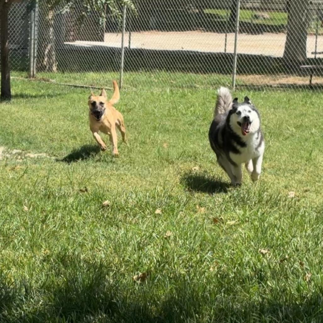 Enlarge Cassie, a Adoptable mixed breed in San Jacinto, CA image 4/6