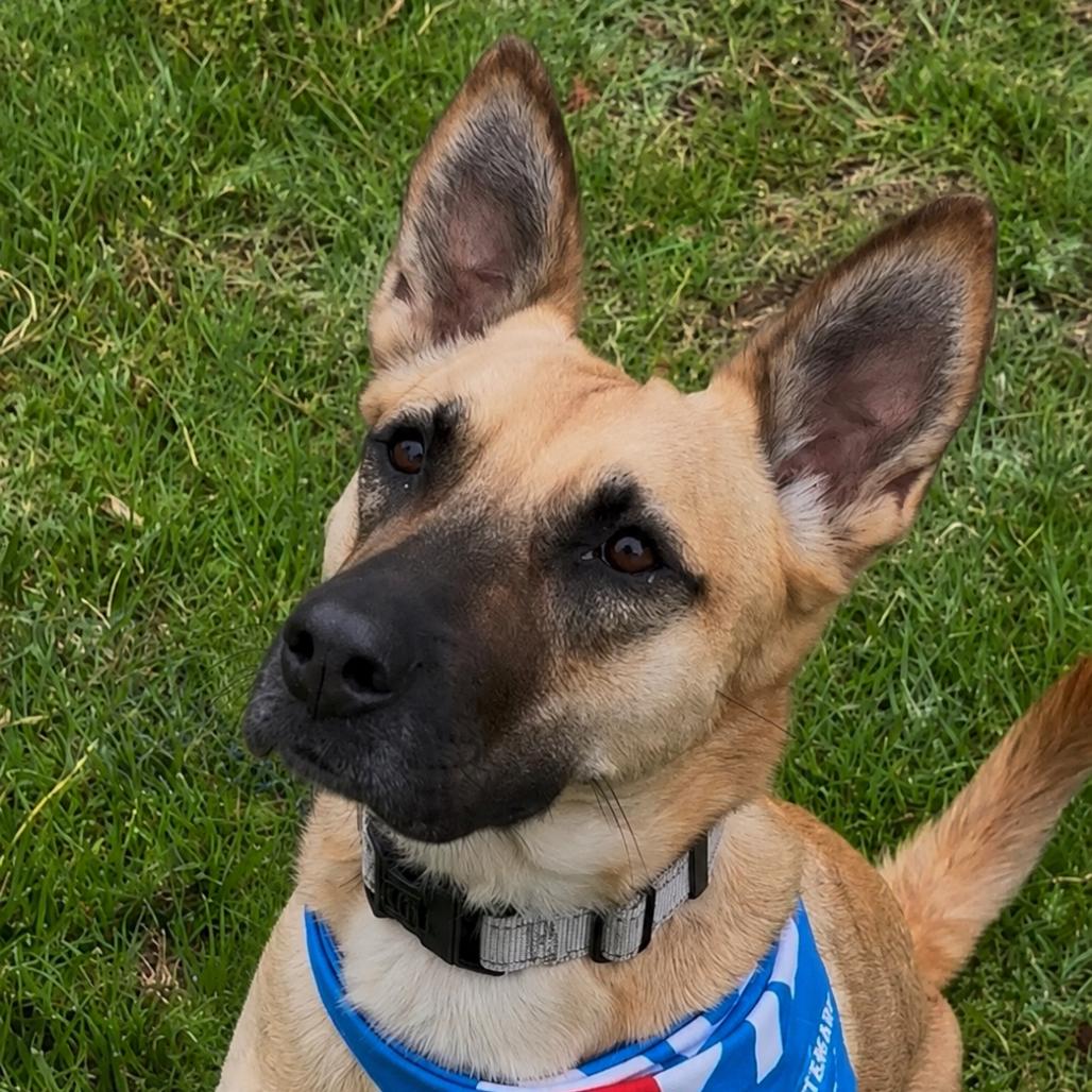 Enlarge Cassie, a Adoptable mixed breed in San Jacinto, CA image 4/6