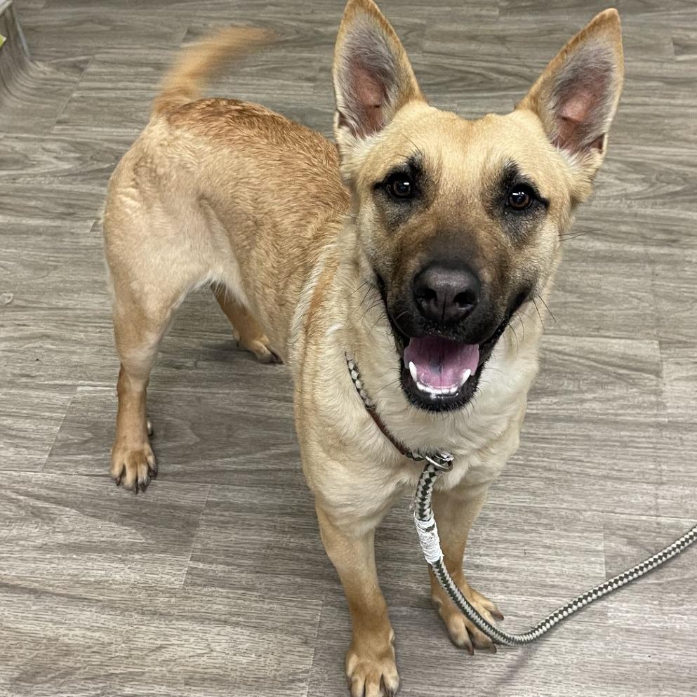 Enlarge Cassie, a Adoptable mixed breed in San Jacinto, CA image 6/6