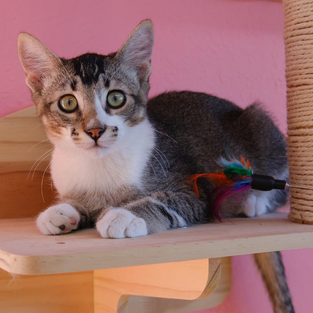 Enlarge Teddy Bear, a Adoptable mixed breed in Morgan Hill, CA image 4/4