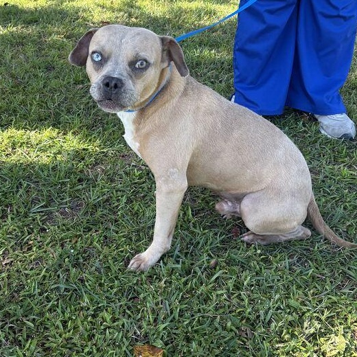 Enlarge Quasimoto, a Adoptable mixed breed in Valdosta, GA image 1/2