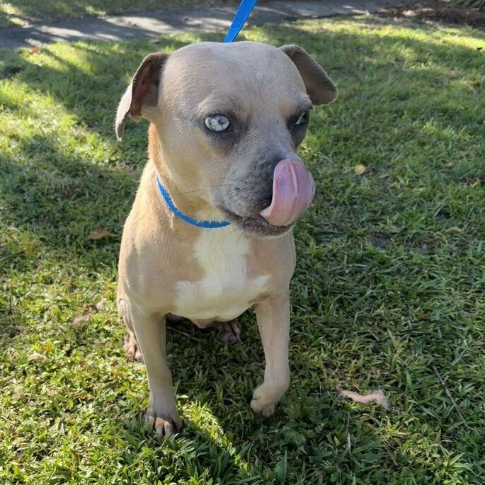 Enlarge Quasimoto, a Adoptable mixed breed in Valdosta, GA image 2/2