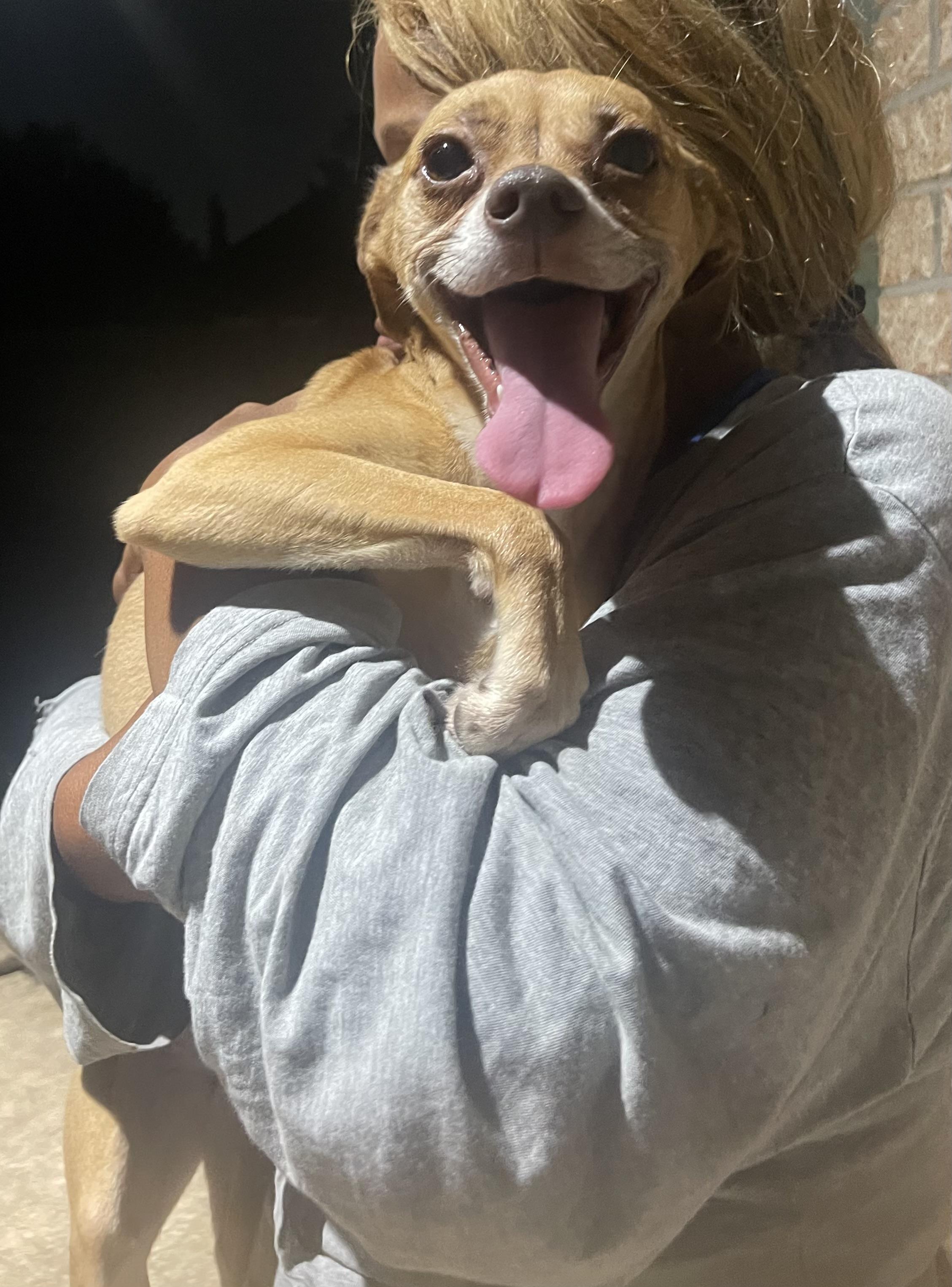 Barbie, a Adopted mixed breed in Wilmington, NC image 5/6