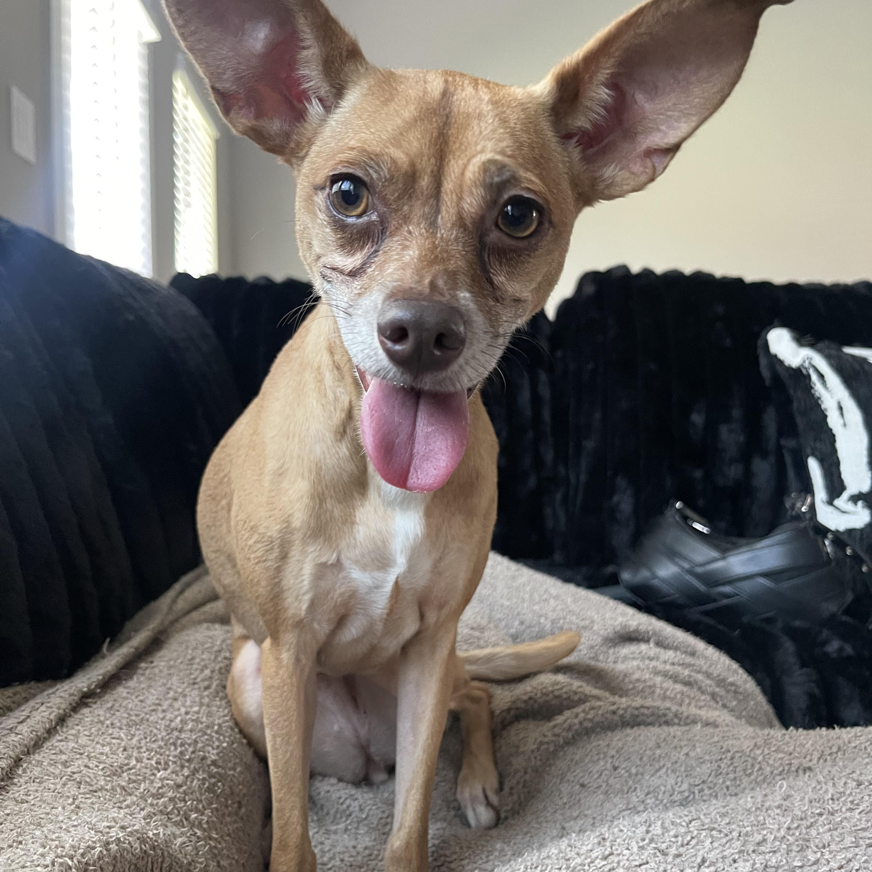 Barbie, Adopted, Adult Female Chihuahua & Miniature Pinscher.