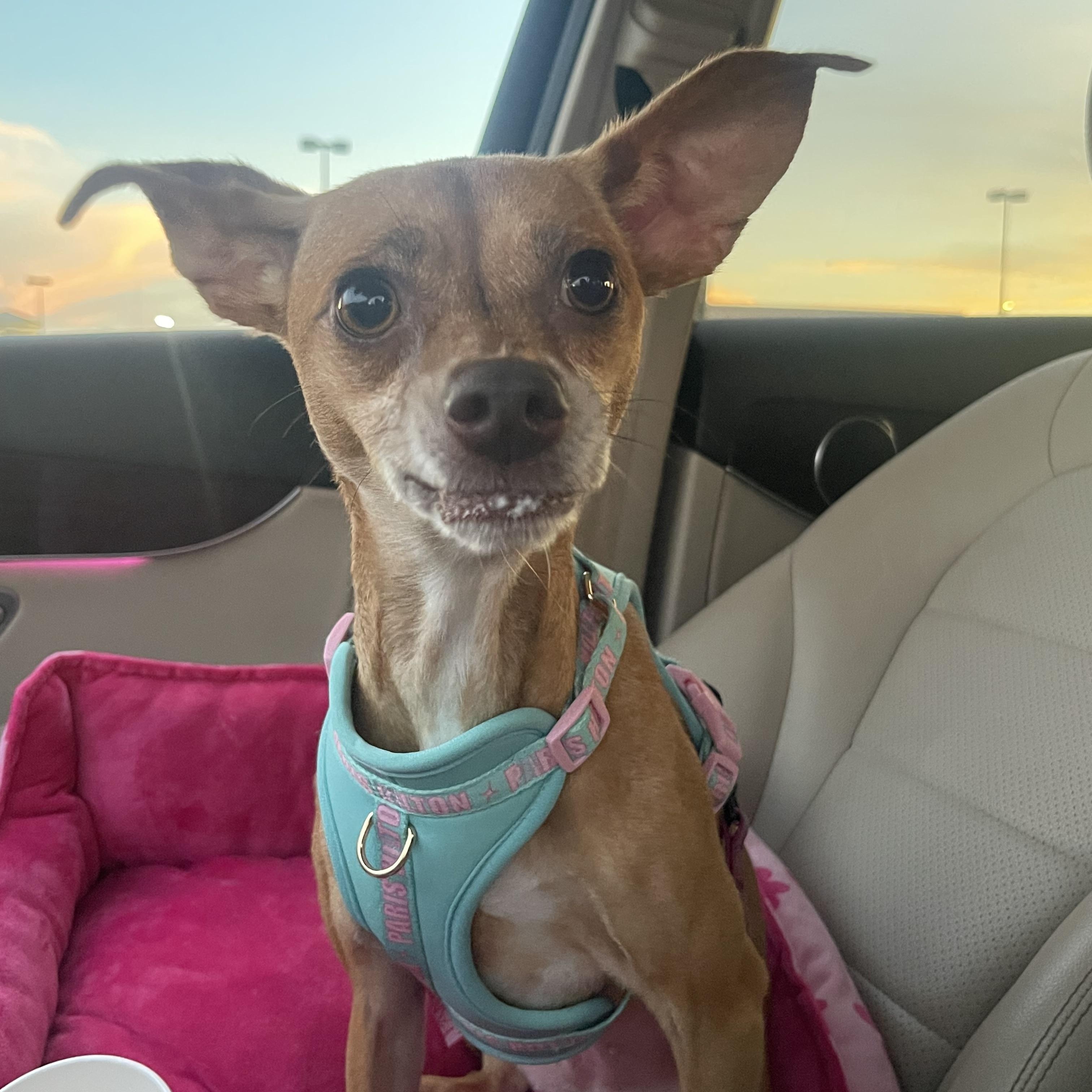 Barbie, a Adopted mixed breed in Wilmington, NC image 6/6