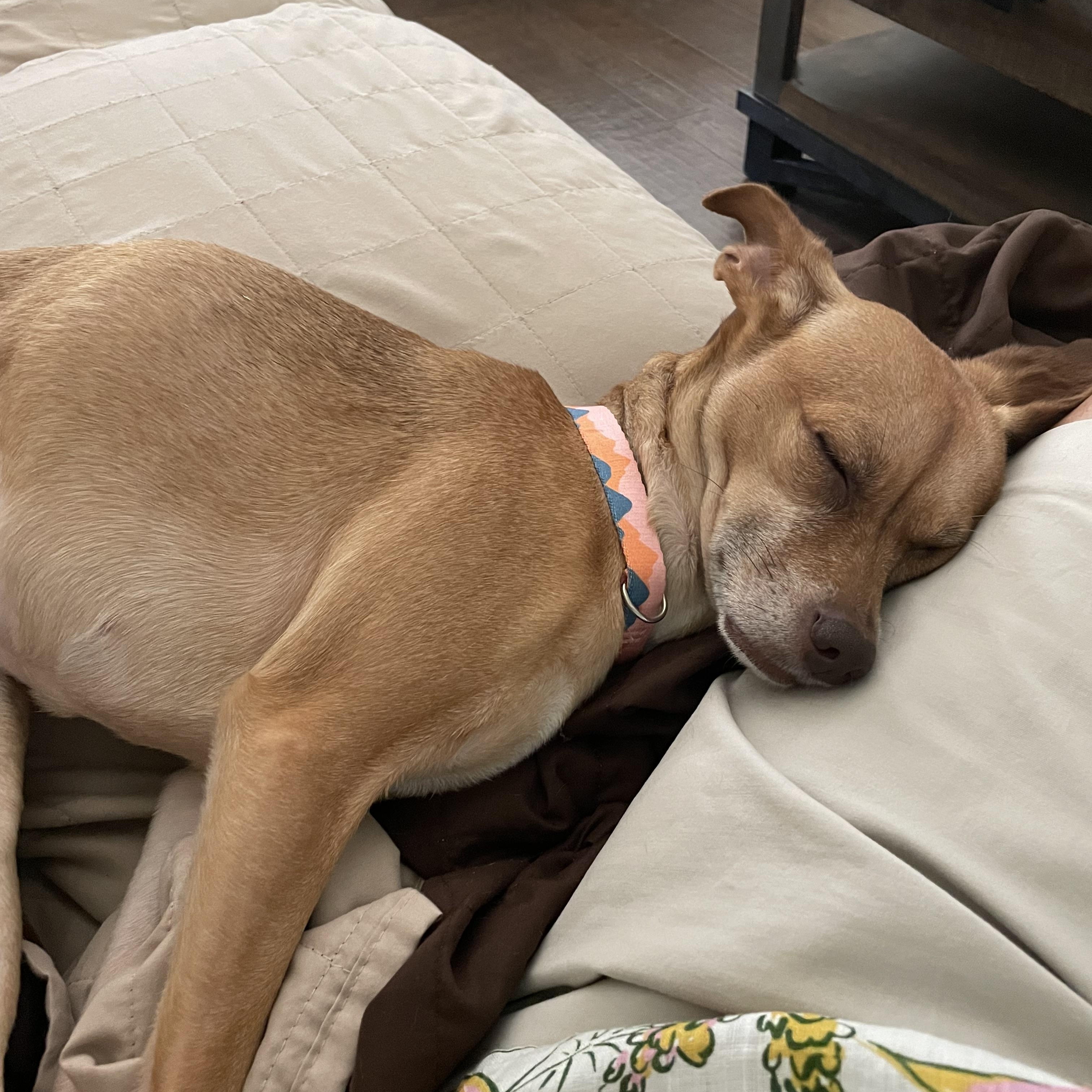 Barbie, a Adopted mixed breed in Wilmington, NC image 3/6