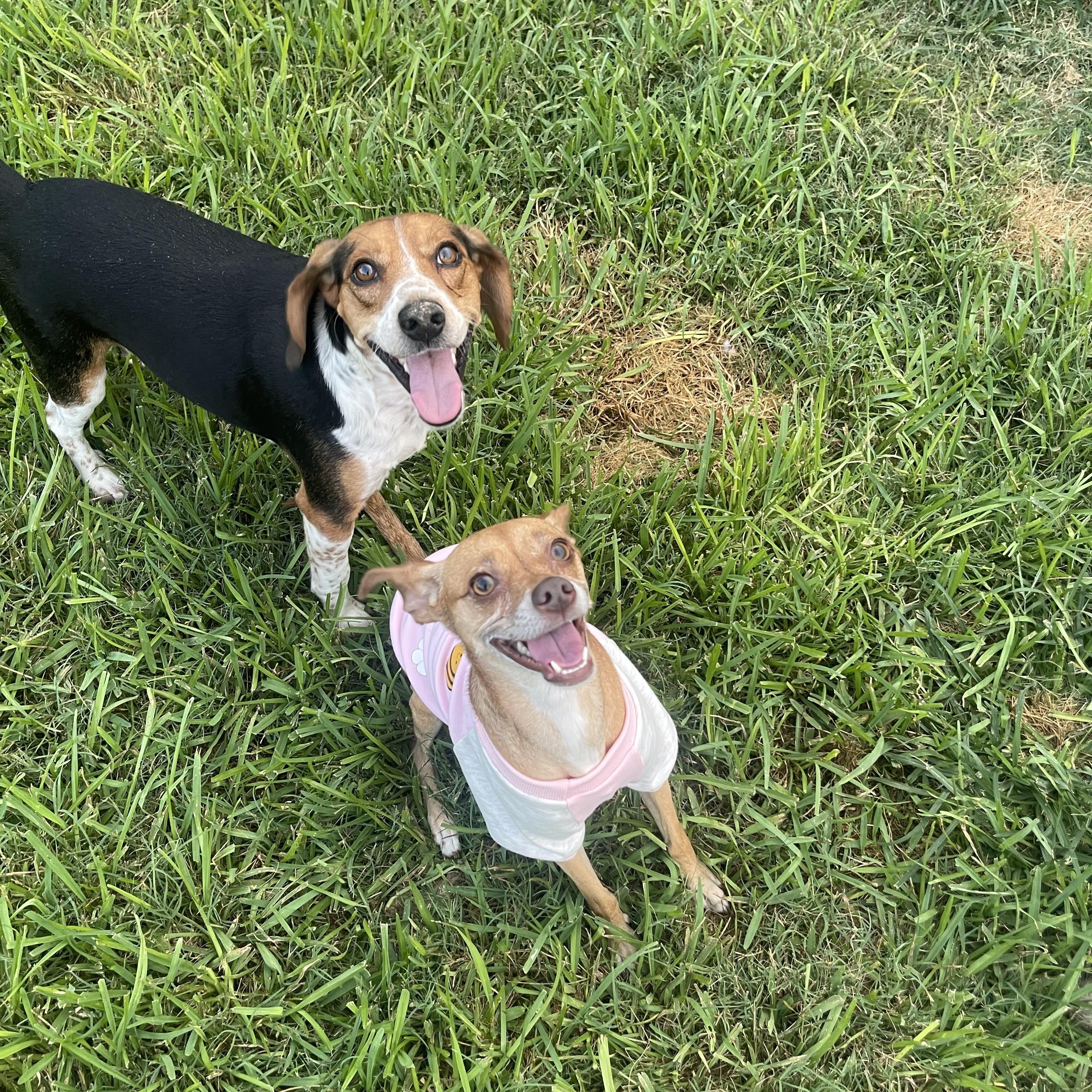 Barbie, a Adopted mixed breed in Wilmington, NC image 2/6