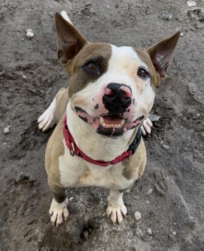 Kahuna, Adoptable, Adult Male Mixed Breed & Mixed Breed.